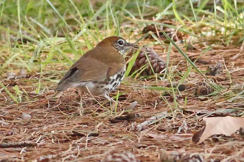 Wood Thrush - ML120053231