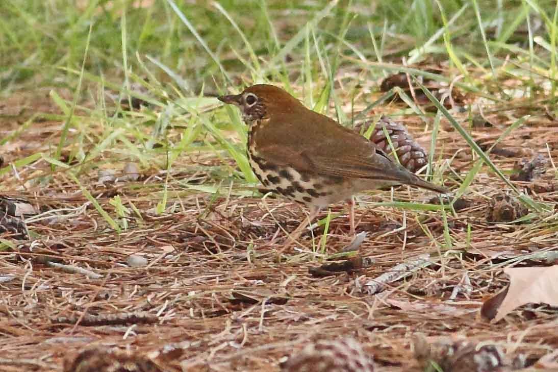 Wood Thrush - ML120053241