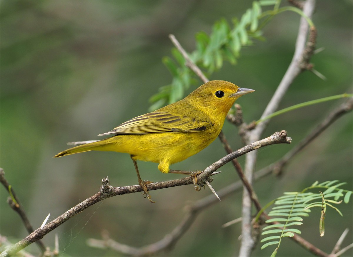 Mangrove Yellow Warbler (Mexican) - Daniel Aldana | Ornis Birding Expeditions