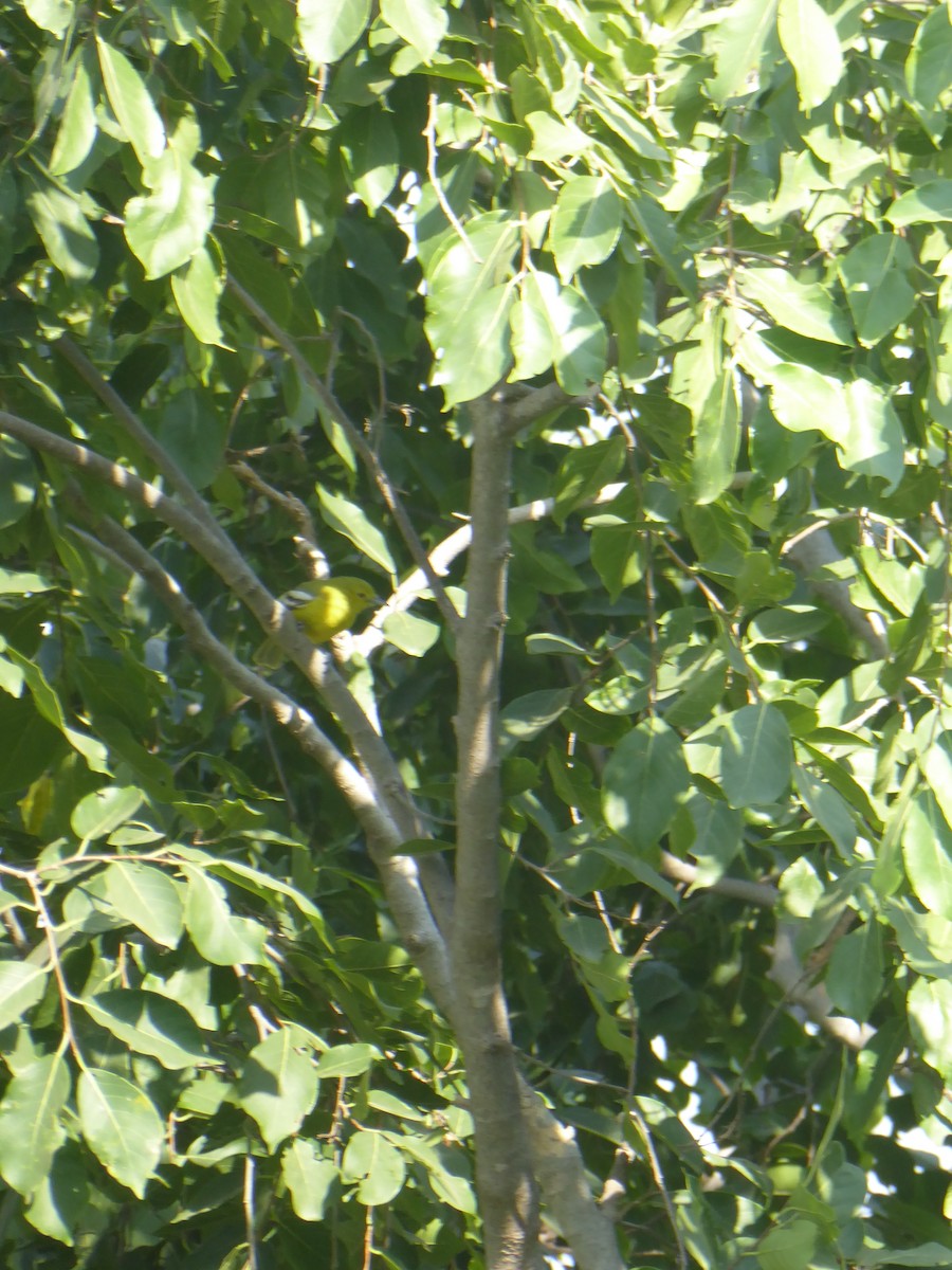 Common Iora - ML120054011