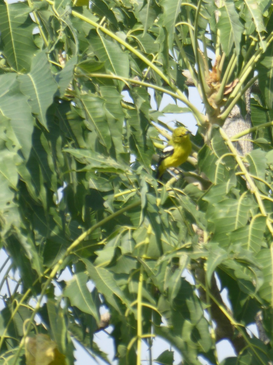 Common Iora - ML120054101