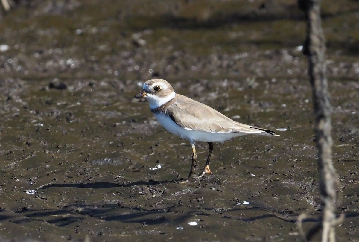 Semipalmated Plover - ML120055831