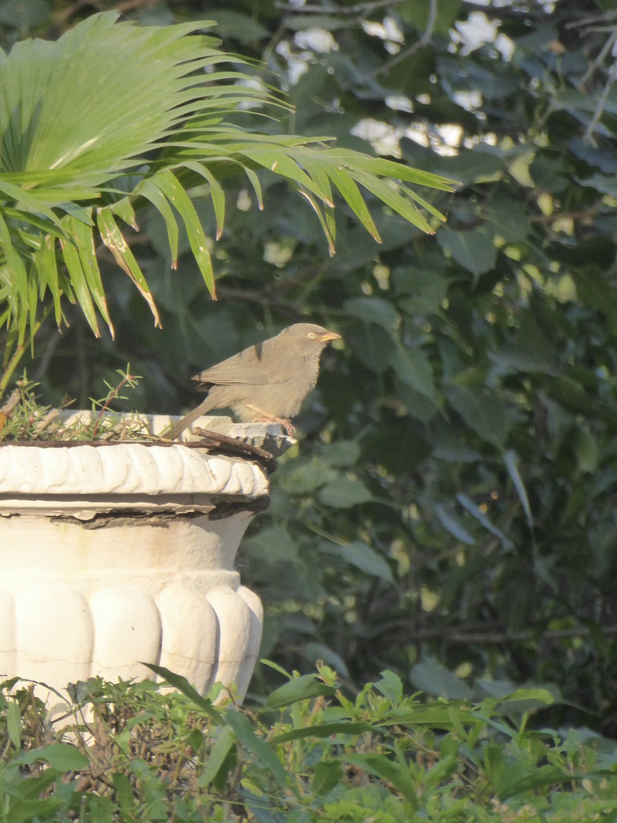 Jungle Babbler - ML120056671