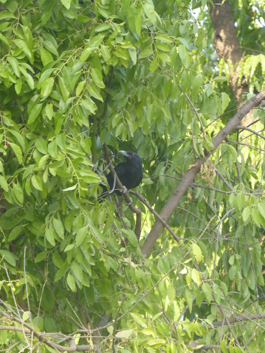 Asian Koel - ML120056711