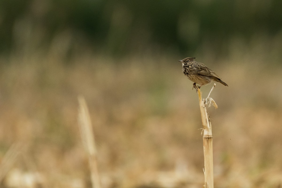 Cochevis huppé - ML120057591