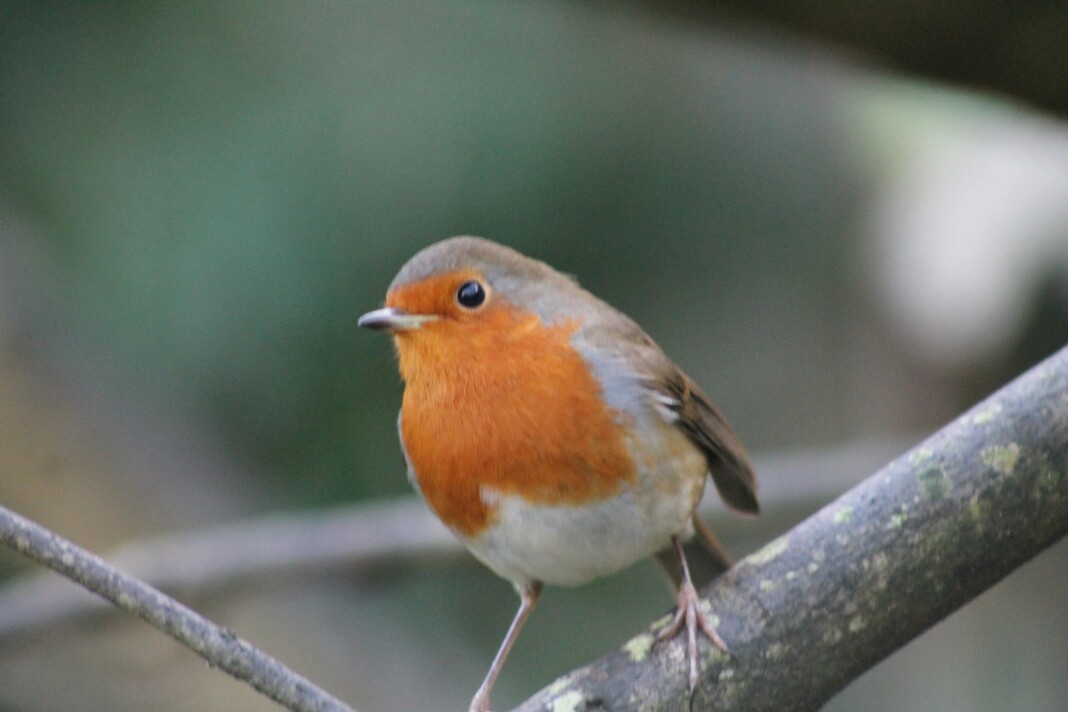 European Robin - Seán Walsh