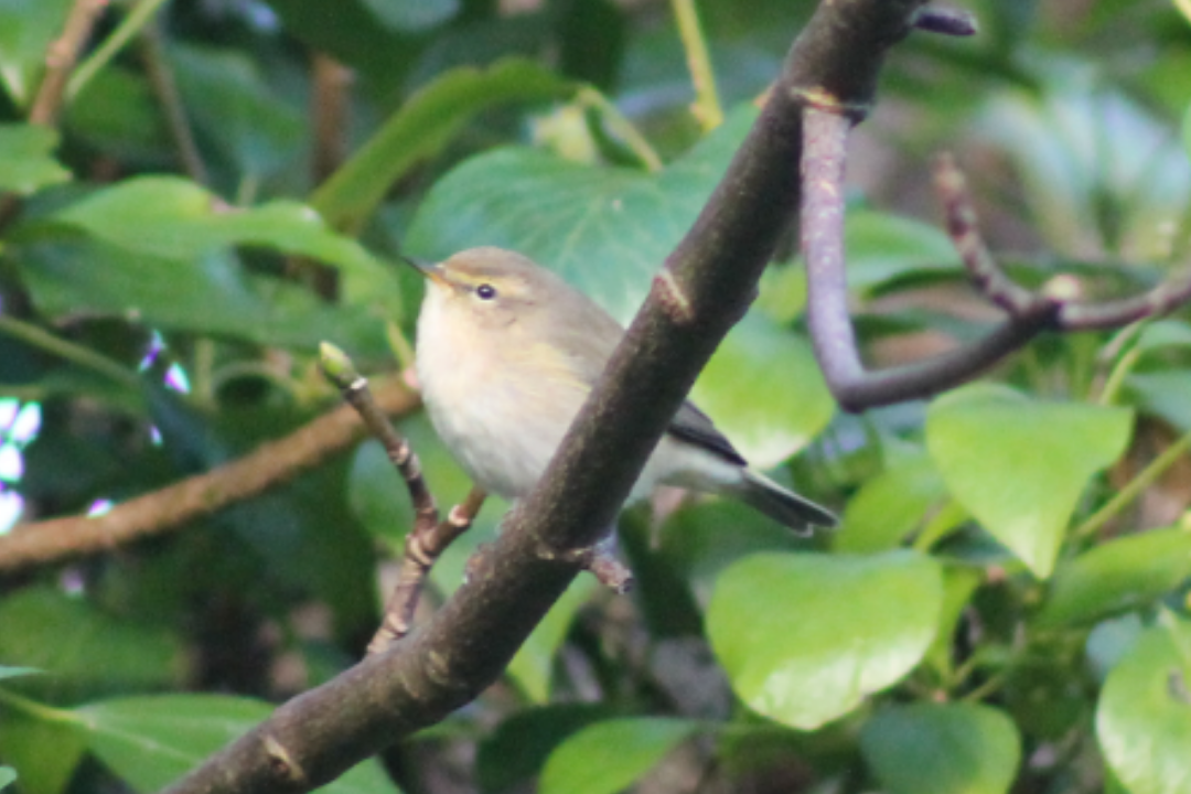 Common Chiffchaff (Common) - Seán Walsh