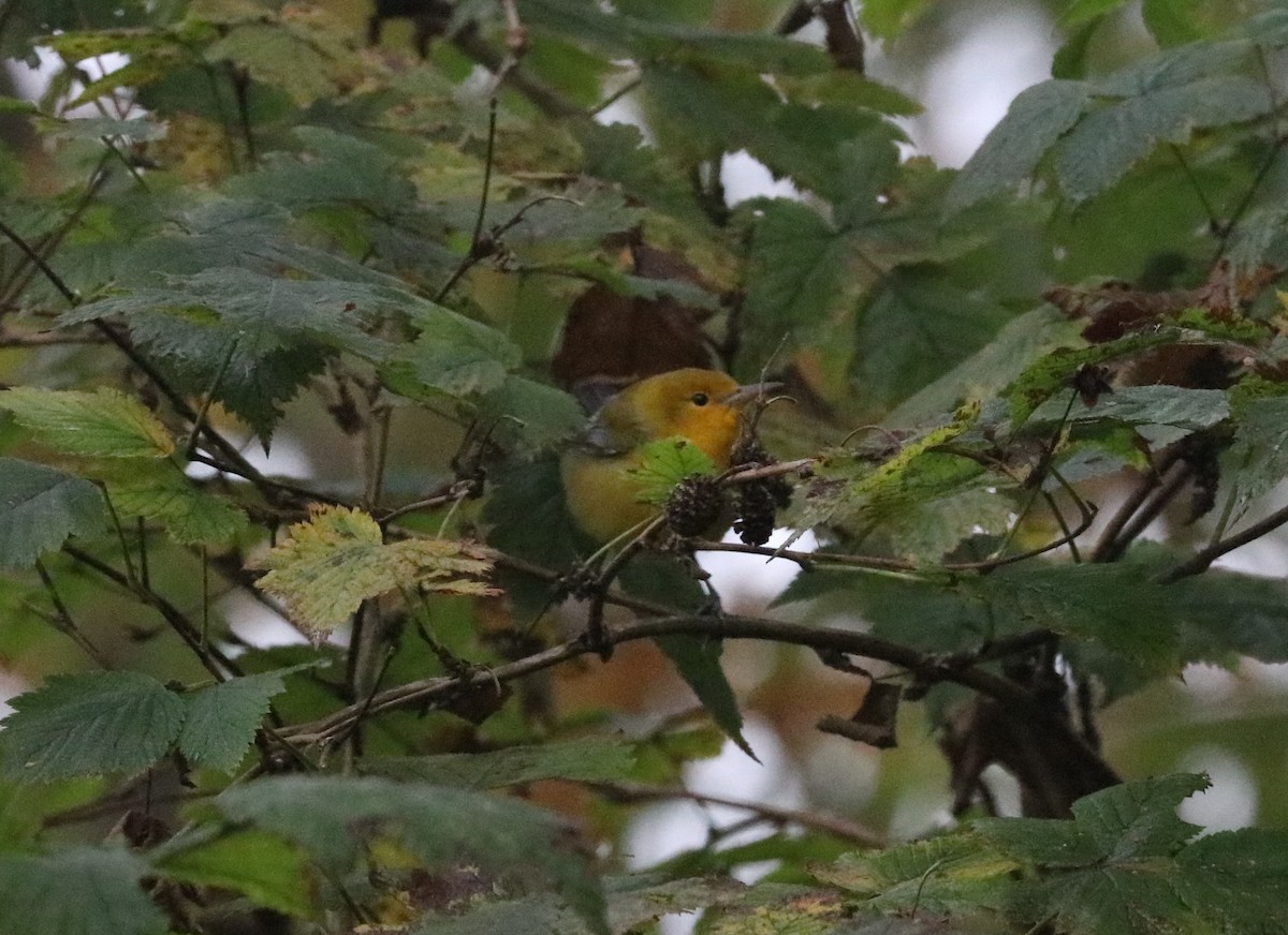 Prothonotary Warbler - ML120060131
