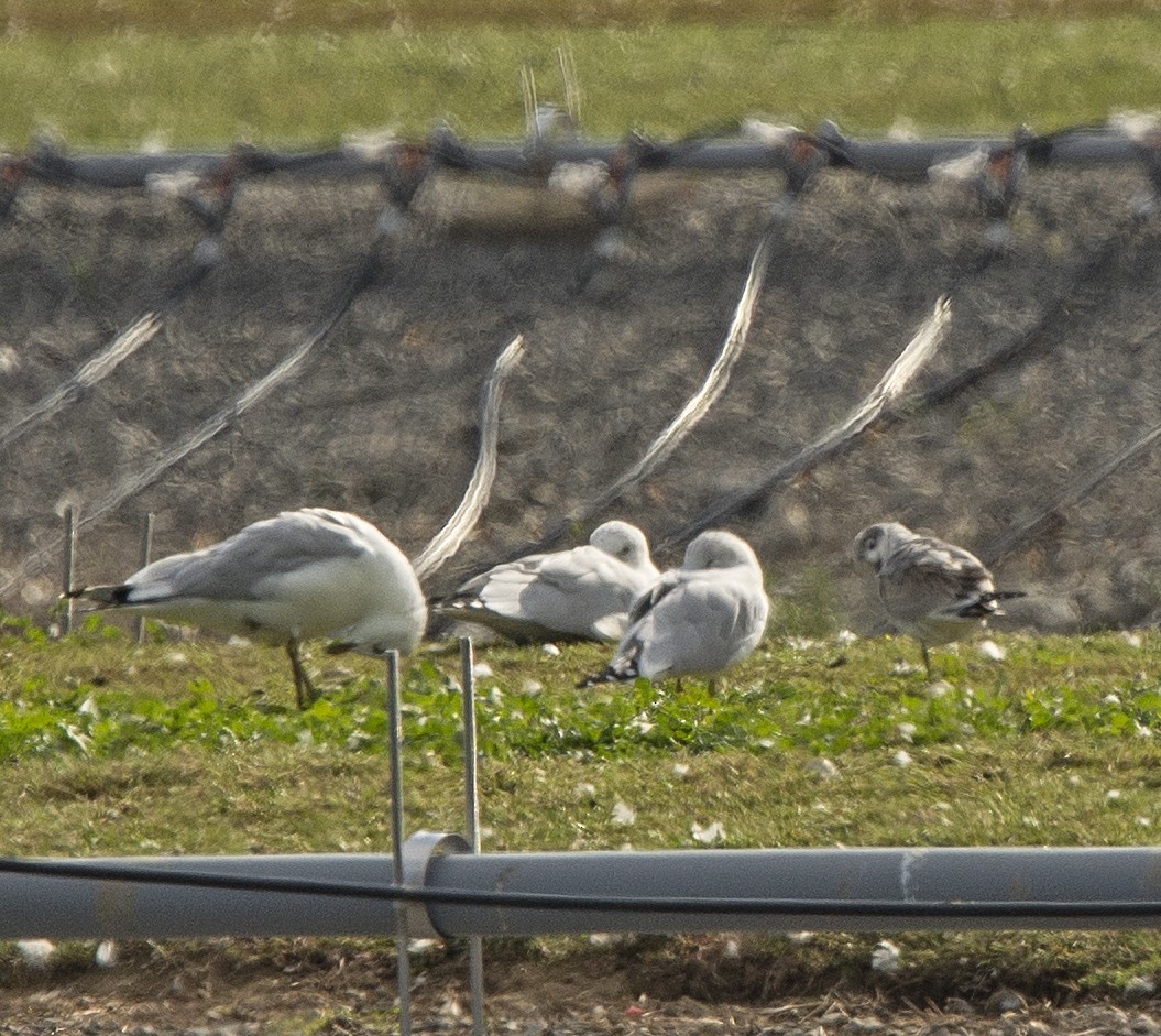 Franklin's Gull - Willie D'Anna