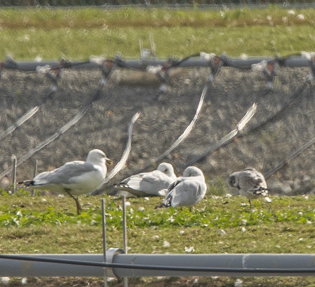 Franklin's Gull - Willie D'Anna