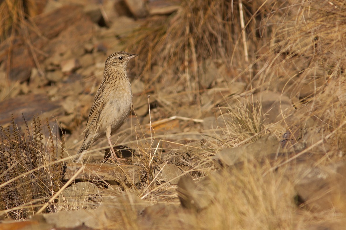 Paramo Pipit - ML120064931