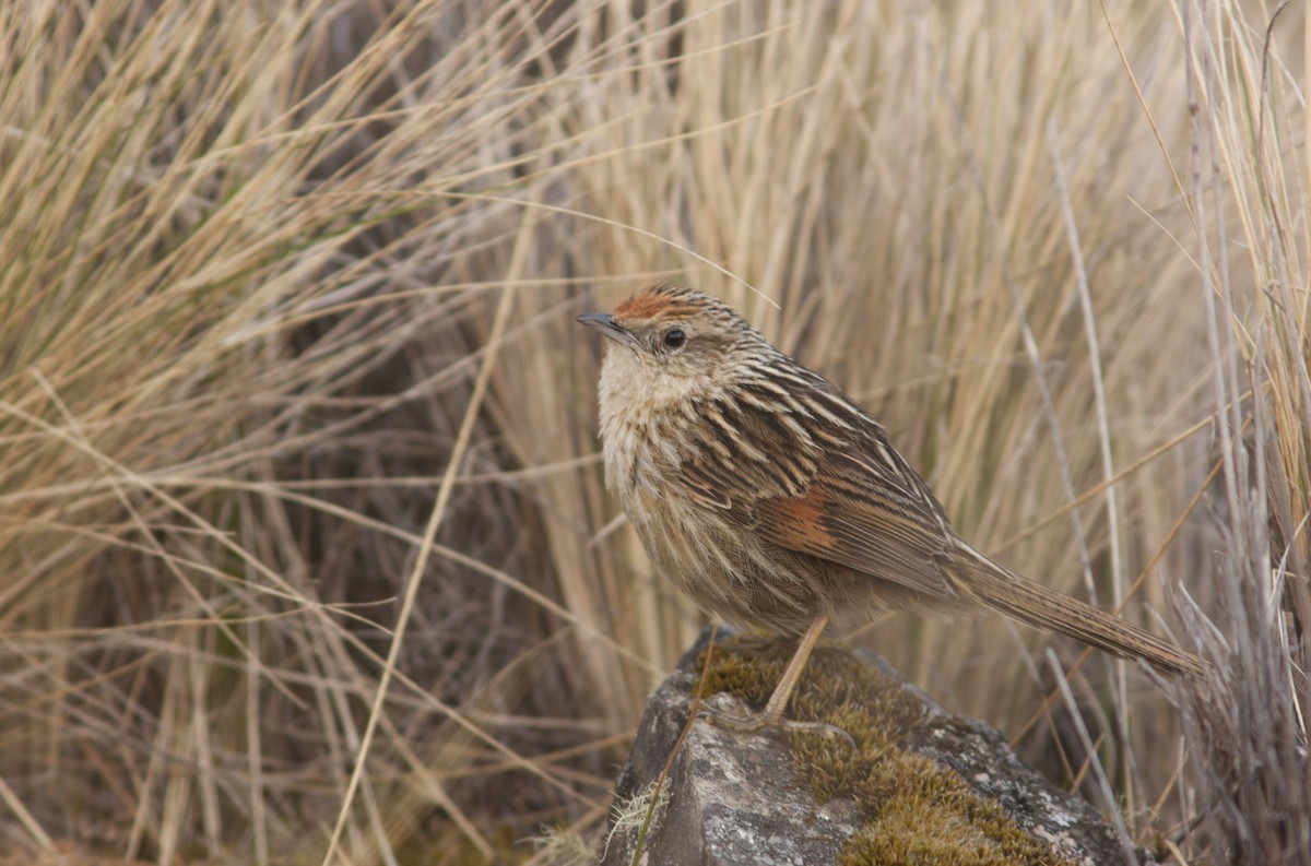 Scribble-tailed Canastero - ML120065031