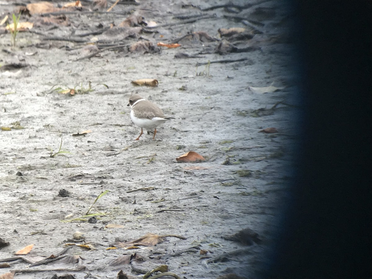 Semipalmated Plover - ML120065161