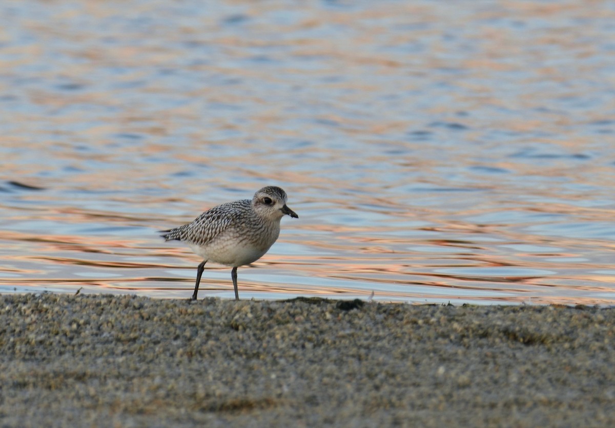 Black-bellied Plover - Nathaniel  Wegner