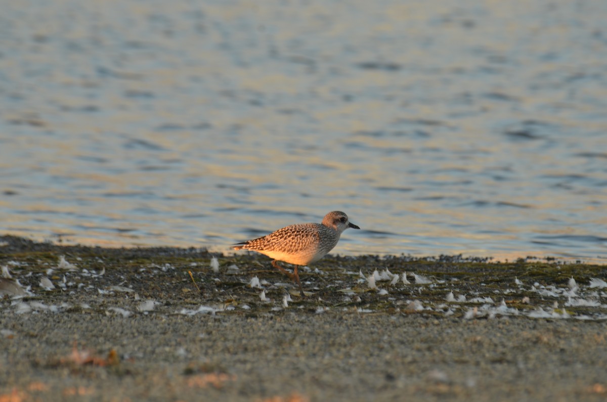 Black-bellied Plover - Nathaniel  Wegner