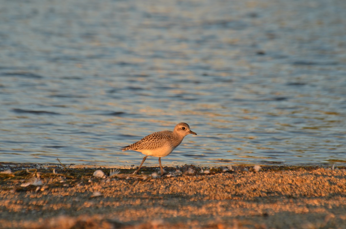 Black-bellied Plover - Nathaniel  Wegner