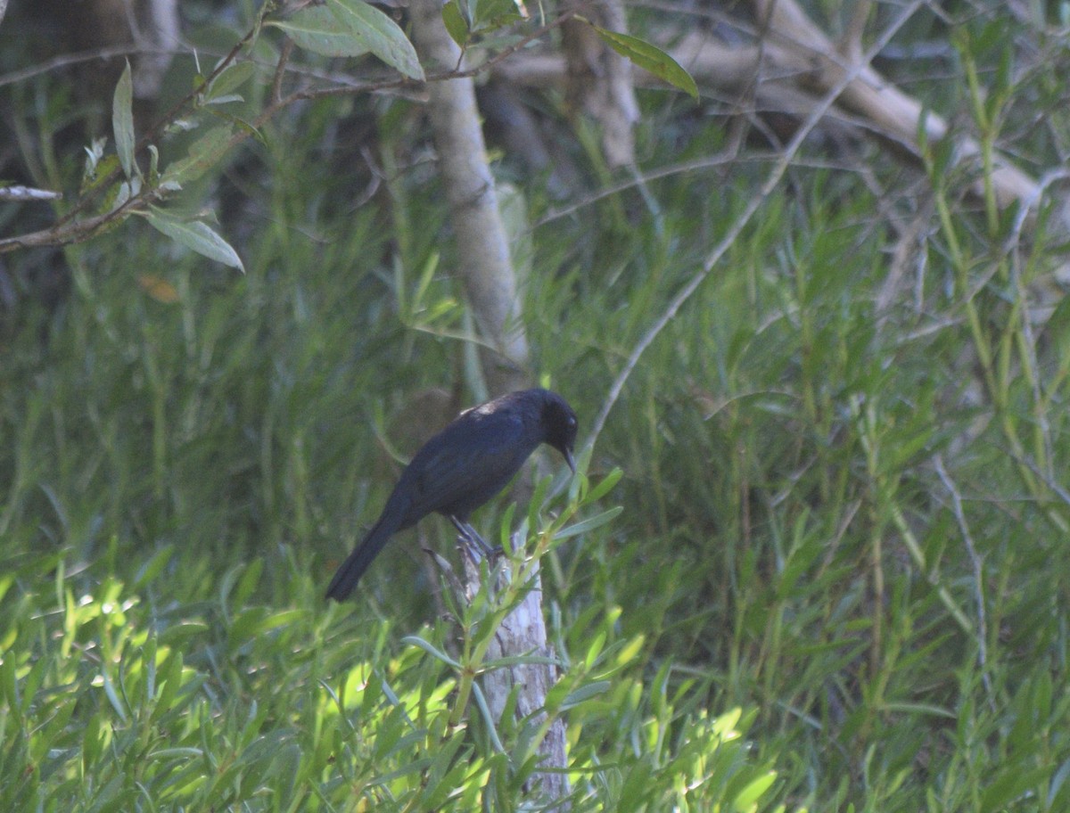 Black Catbird - ML120066741