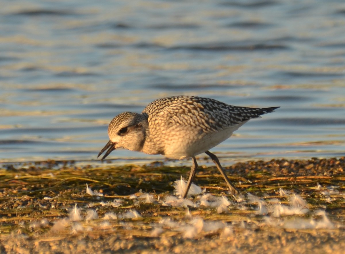 Black-bellied Plover - Nathaniel  Wegner