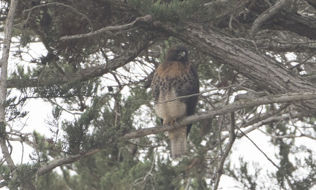 Red-tailed Hawk (calurus/alascensis) - Brian Sullivan