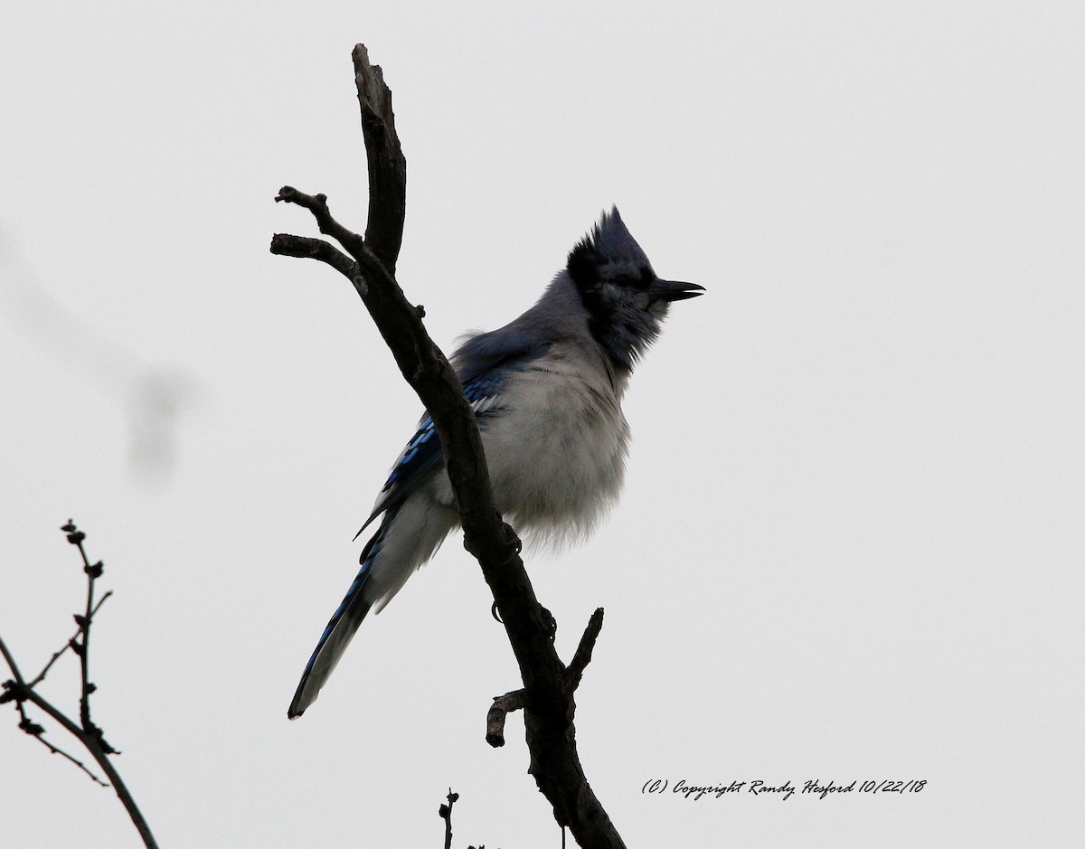 Blauhäher - ML120071031