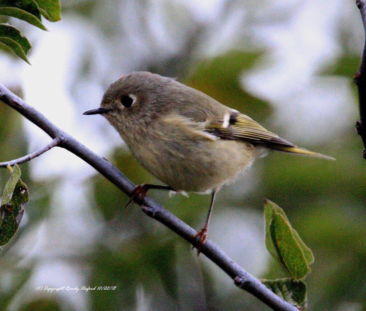 Ruby-crowned Kinglet - ML120071281