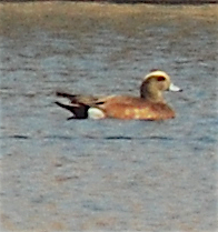 American Wigeon - ML120075861