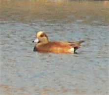 American Wigeon - ML120075891