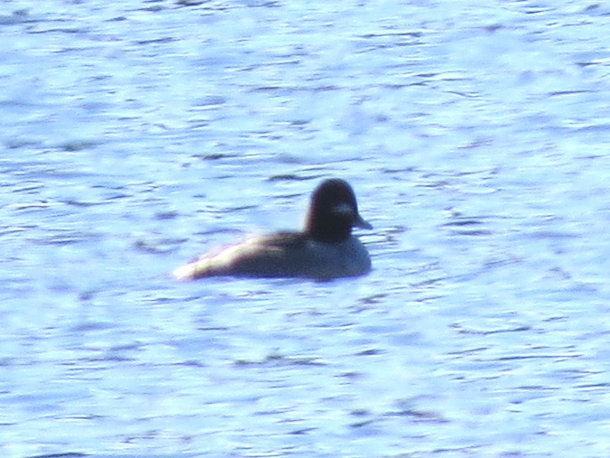 Bufflehead - ML120076251