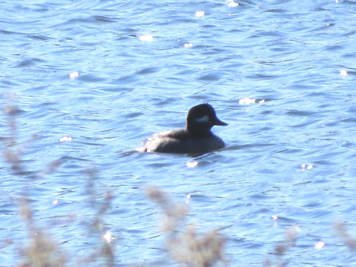 Bufflehead - ML120076261