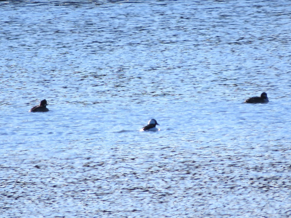 Bufflehead - ML120076281