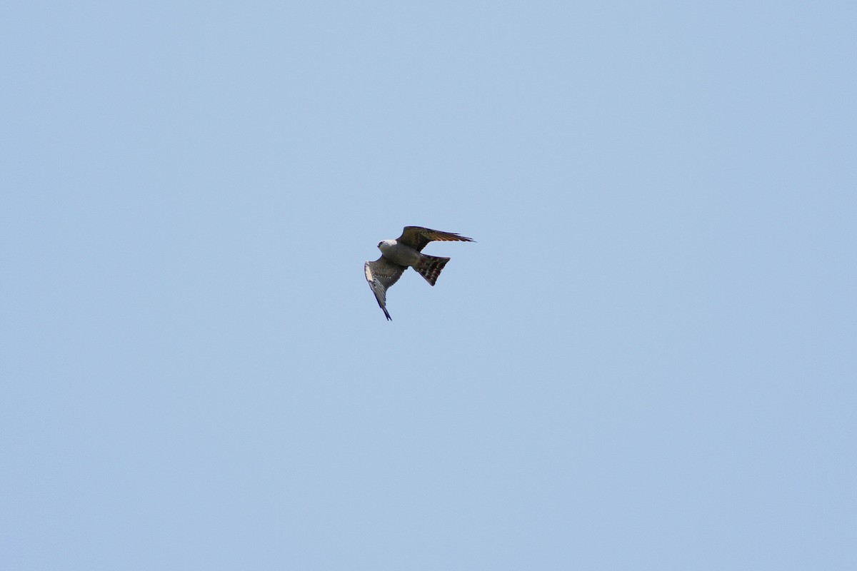 Mississippi Kite - ML120076351