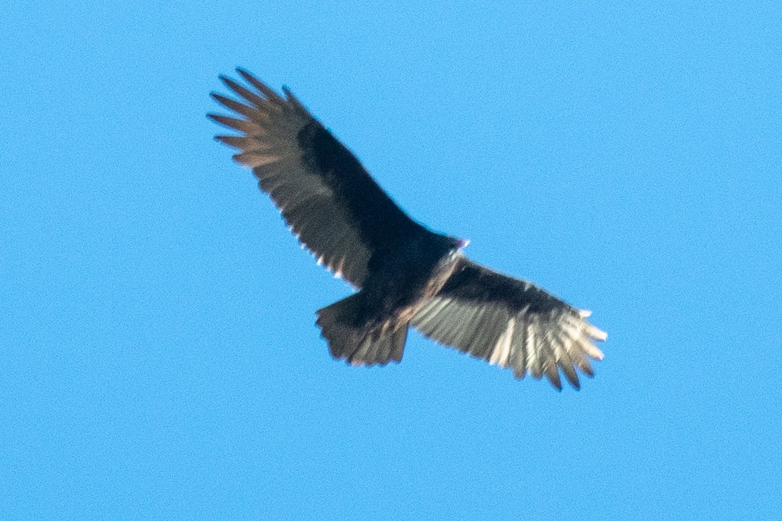 Turkey Vulture - ML120077471