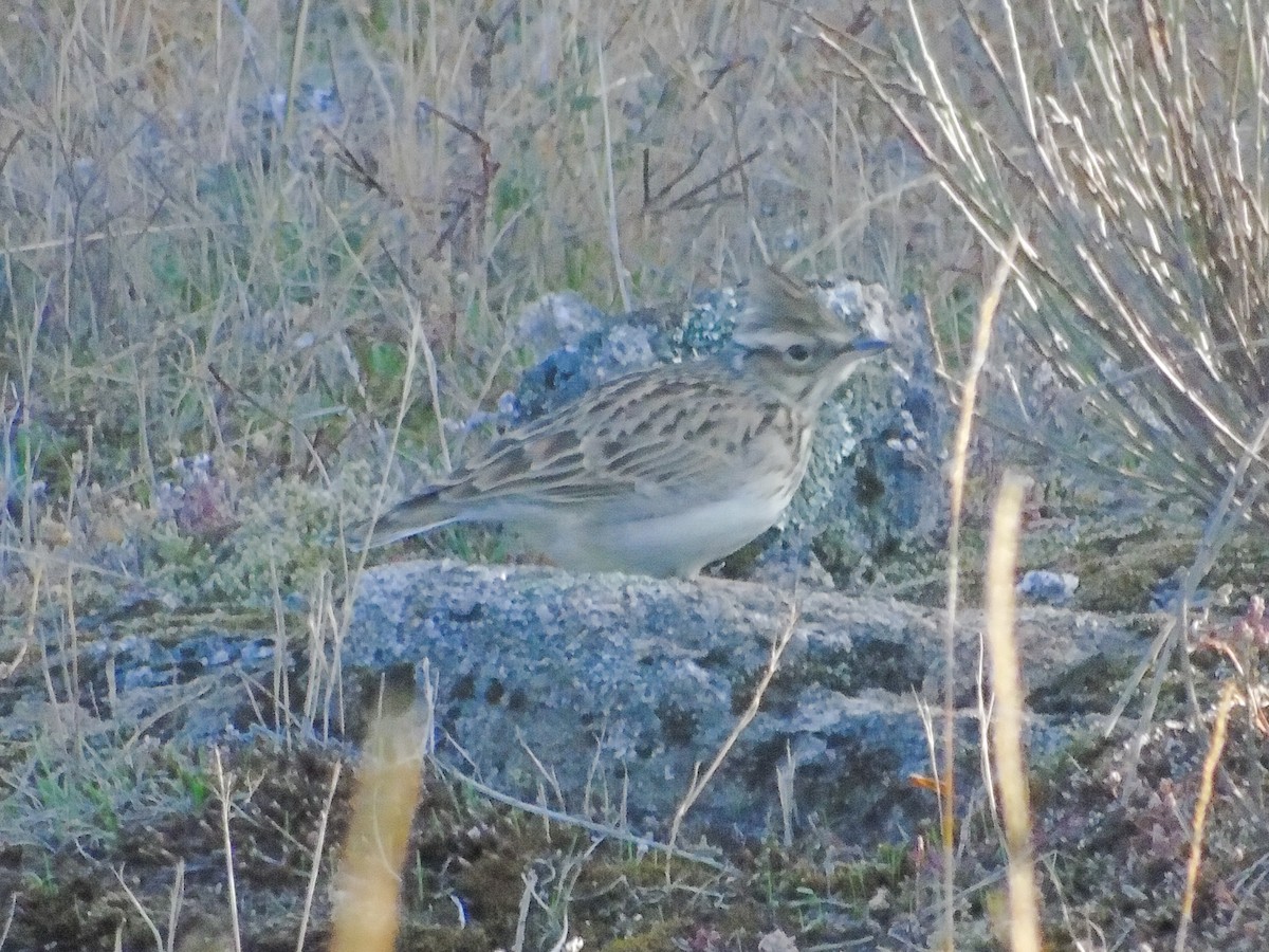 Wood Lark - ML120077481