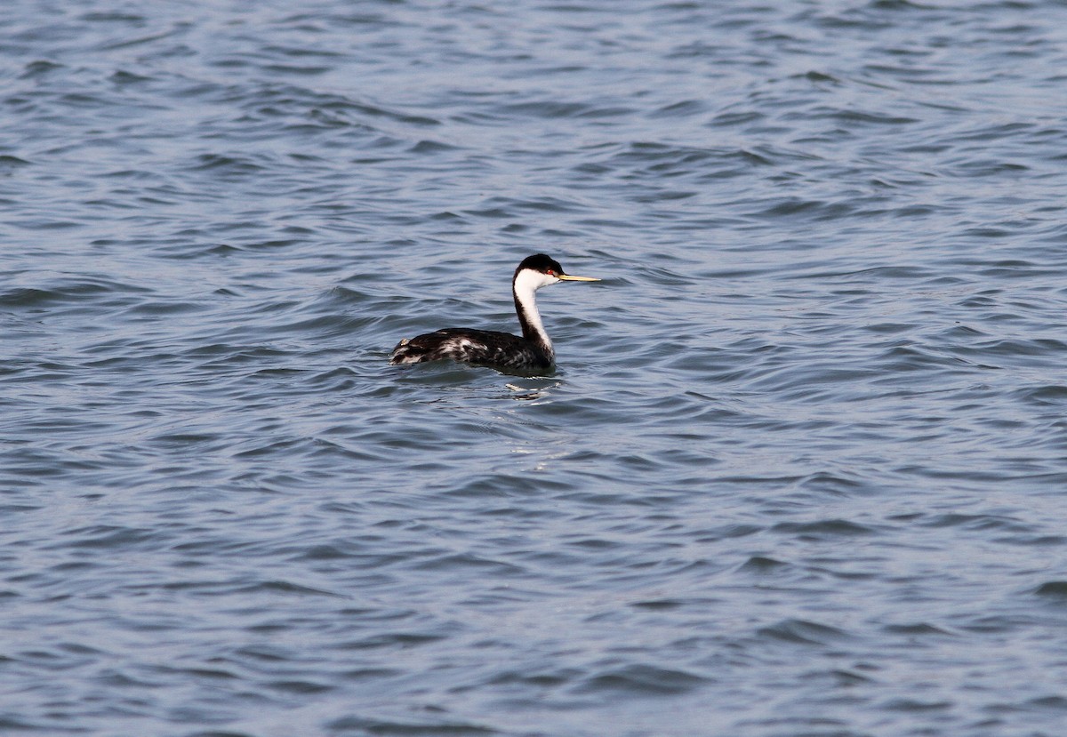 Western Grebe - ML120077561