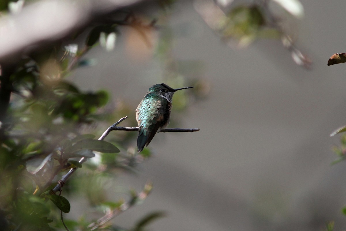 Broad-tailed Hummingbird - Matthew Jewell