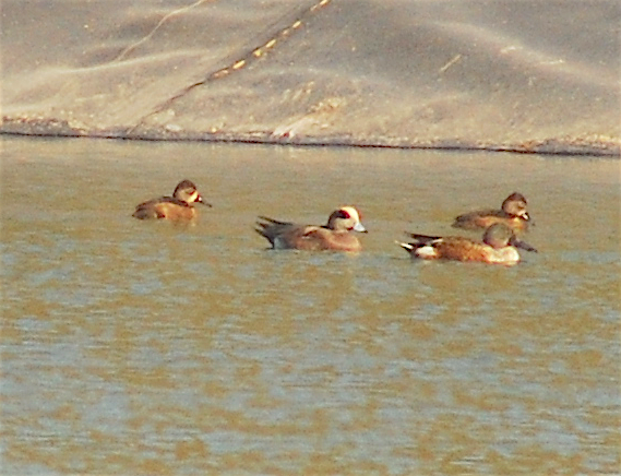 American Wigeon - ML120077751