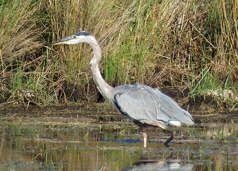 Great Blue Heron - ML120077811