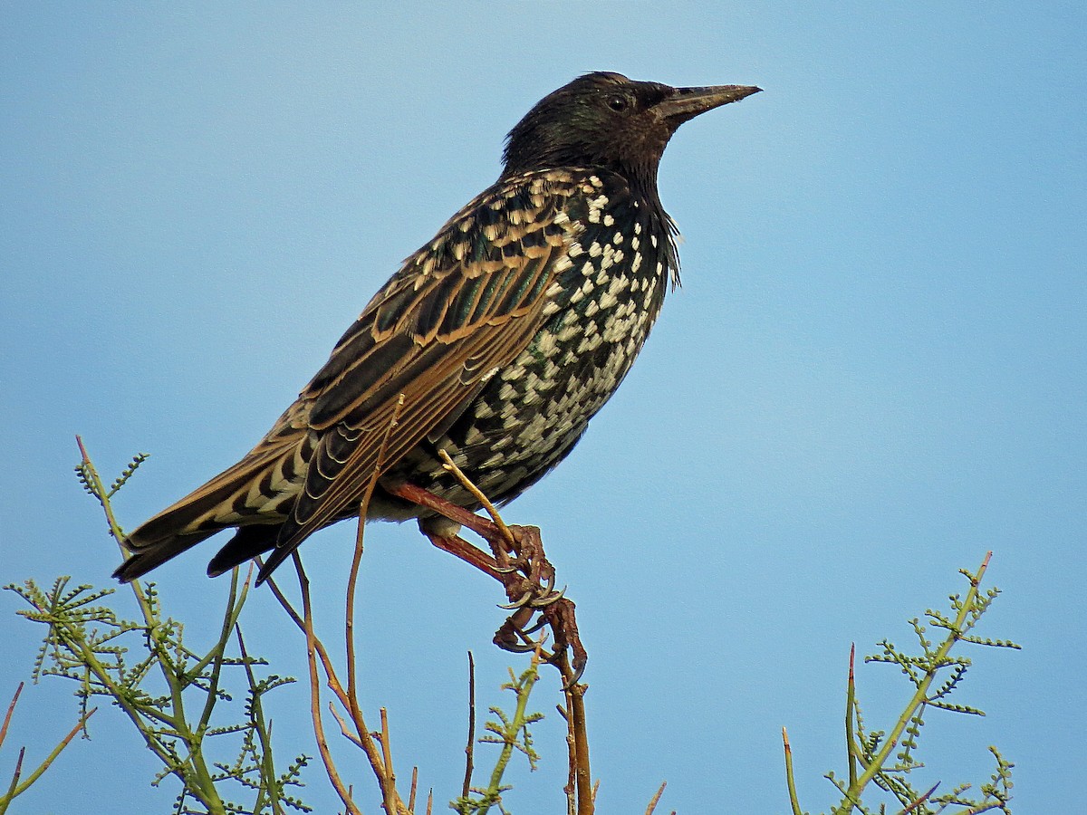 European Starling - David Pearson