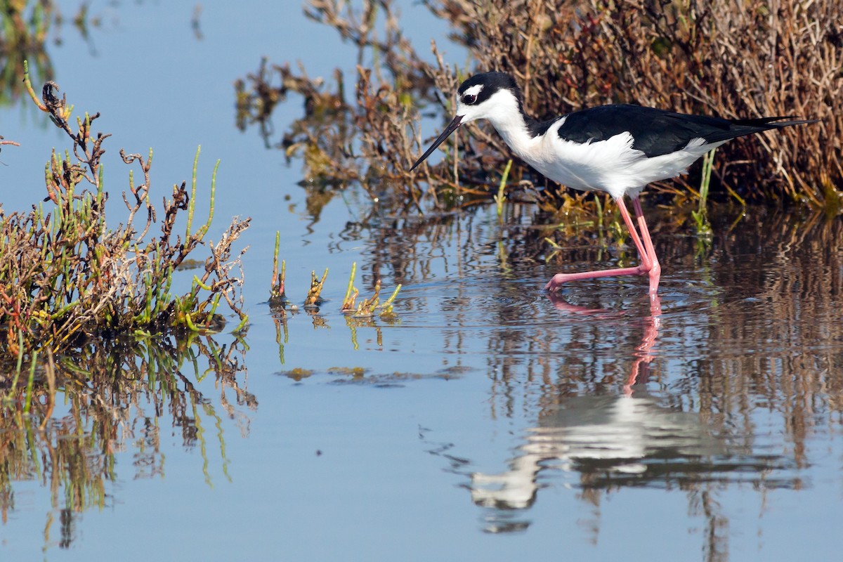 Black-necked Stilt - ML120079591