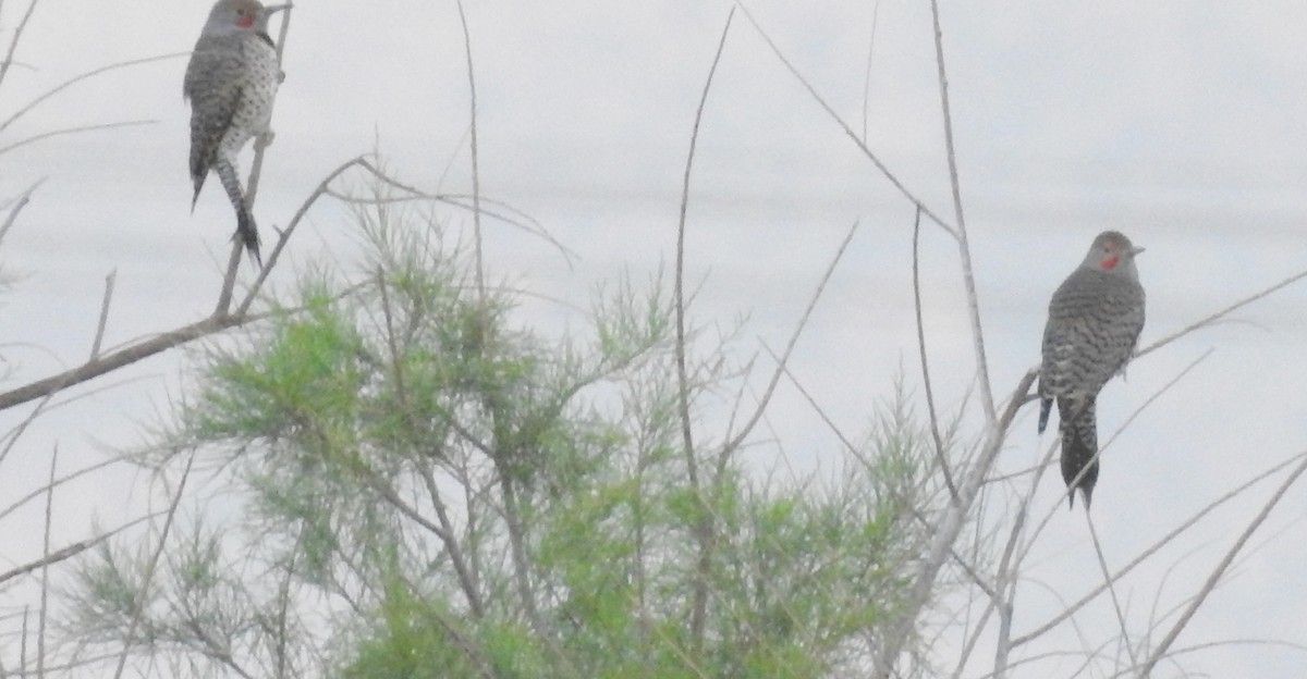 Northern Flicker - ML120080021