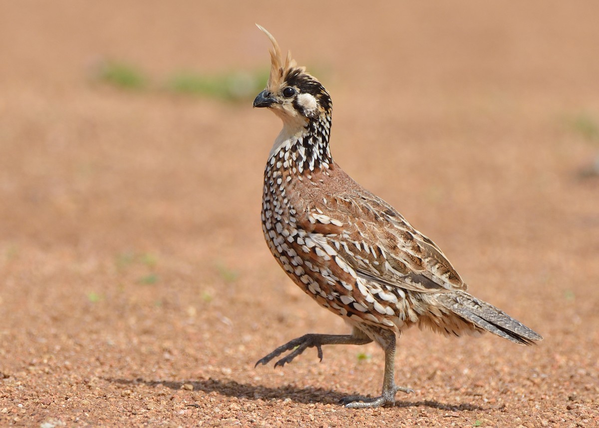 Crested Bobwhite - ML120081501