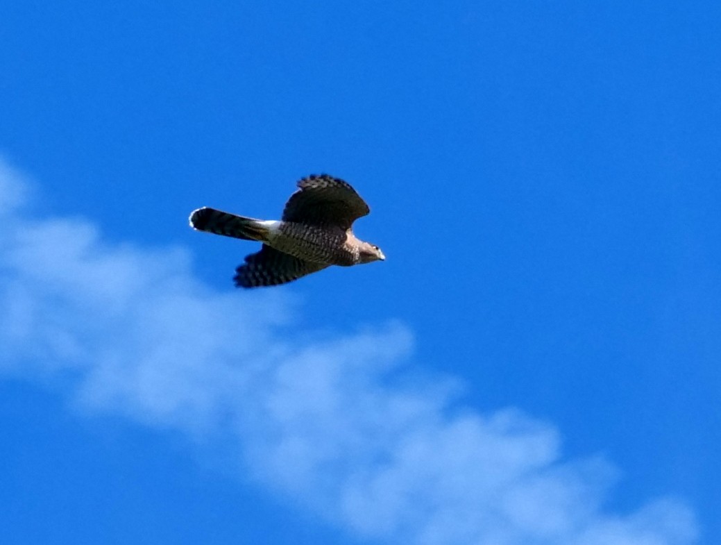 Cooper's Hawk - ML120082251