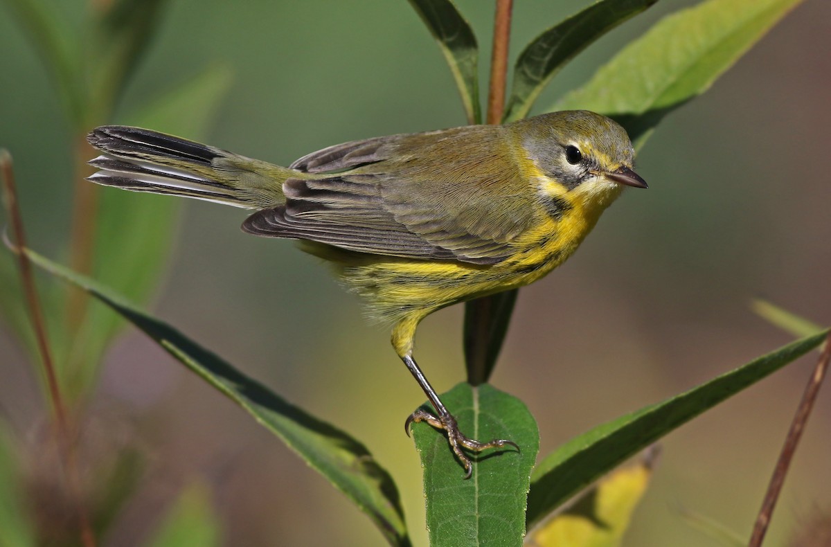 Prairie Warbler - ML120082281