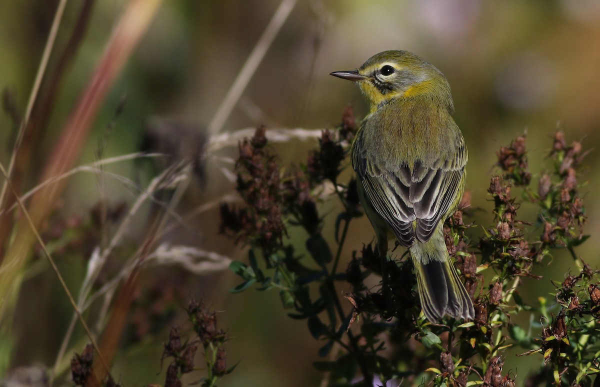 Prairie Warbler - Jeremiah Trimble