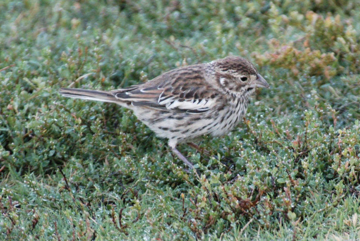 Lark Bunting - ML120082561