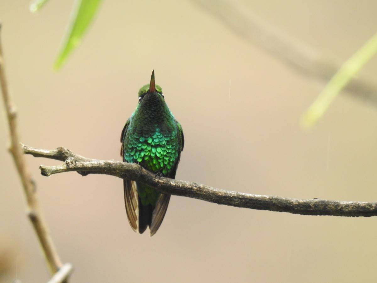 Red-billed Emerald - ML120083241