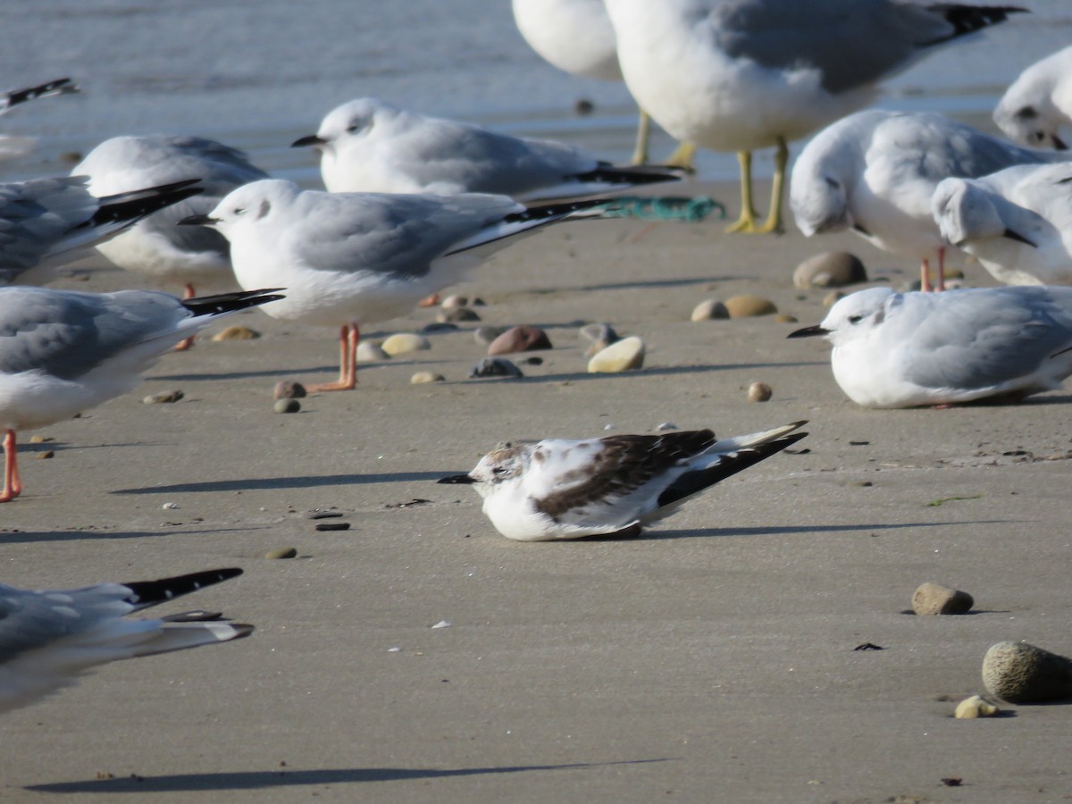Little Gull - Thomas Riley