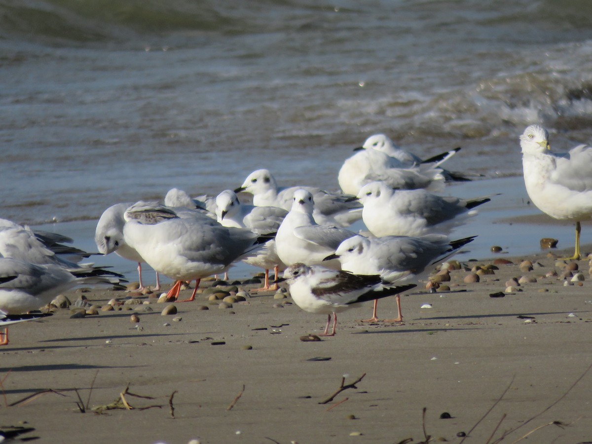 Little Gull - Thomas Riley