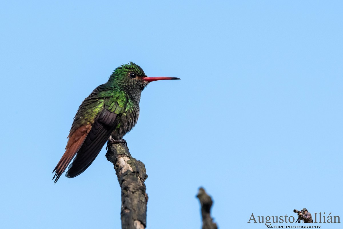 Rufous-tailed Hummingbird - ML120083461