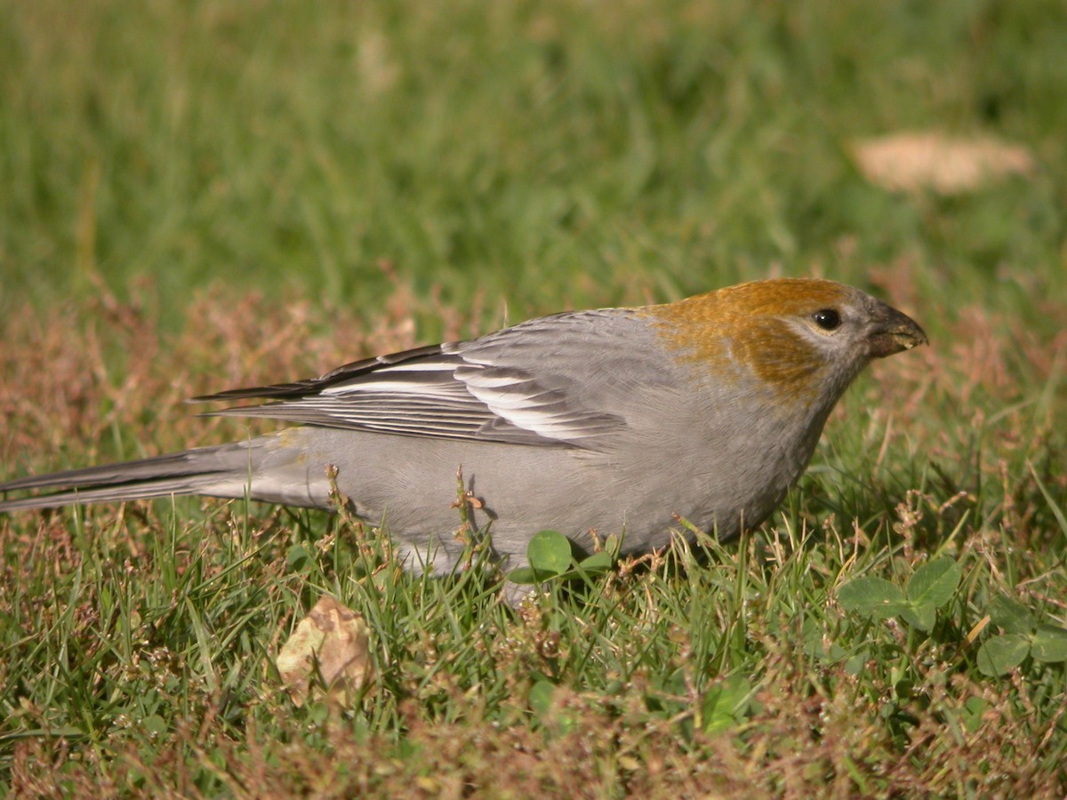 Pine Grosbeak - ML120084401